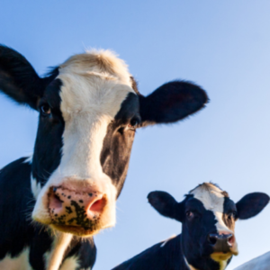 cows | cutting greenhouse gas from livestock | CIEL | carbon net zero