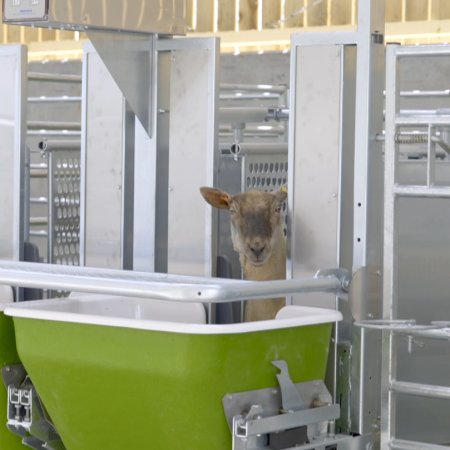 Single Sheep at Feeder | Robert Orr Small Ruminant Facility | protecting livestock against pests