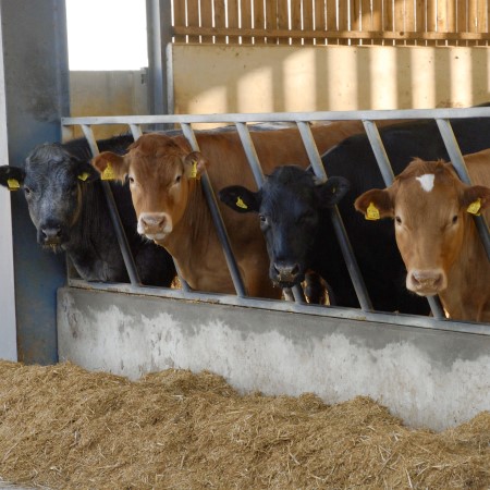 Beef Cattle | AHDB Feed into Beef