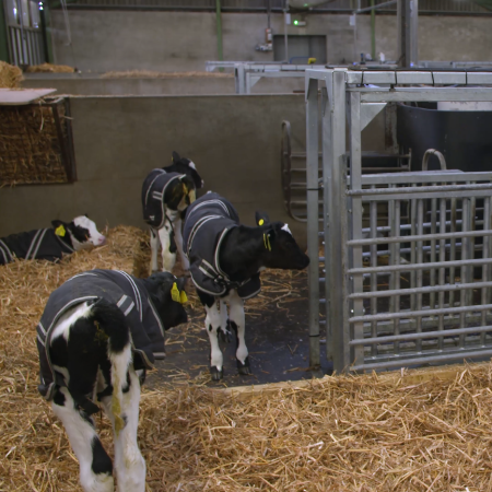 Calf facility | AFBI