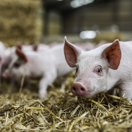 Piglets | University of Edinburgh Study