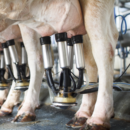 Cows being milked